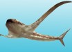 Life reconstruction of Aquilolamna milarcae. Image credit: Oscar Sanisidro.